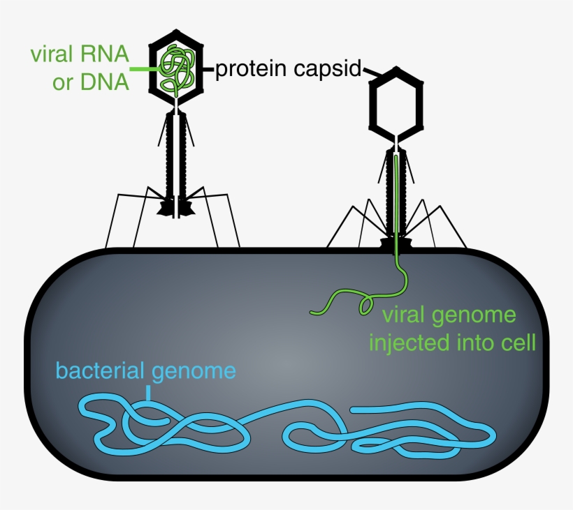 800px-phage Injecting Its Genome Into Bacteria - Terapia De Fagos, transparent png #951377