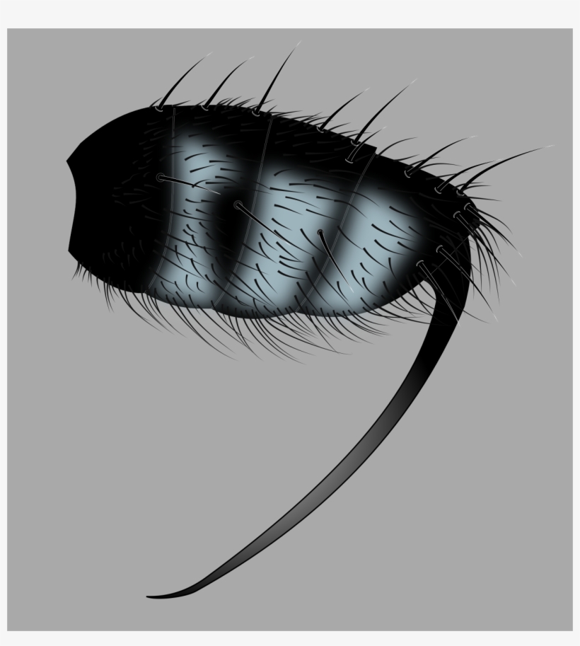 Vector Wip, Mexican Sword Fly - Hair, transparent png #952244