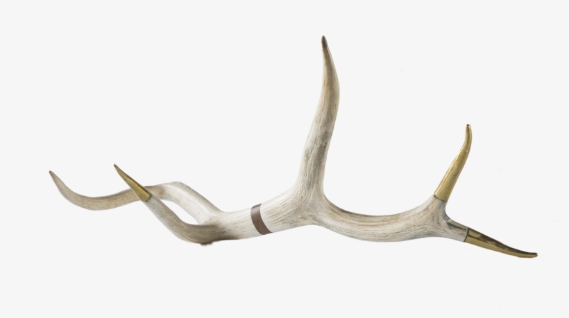 Deer, transparent png #952377