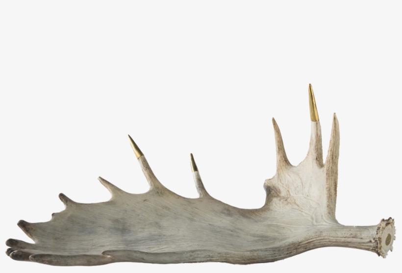 Brass Tipped Moose Antler, transparent png #952406