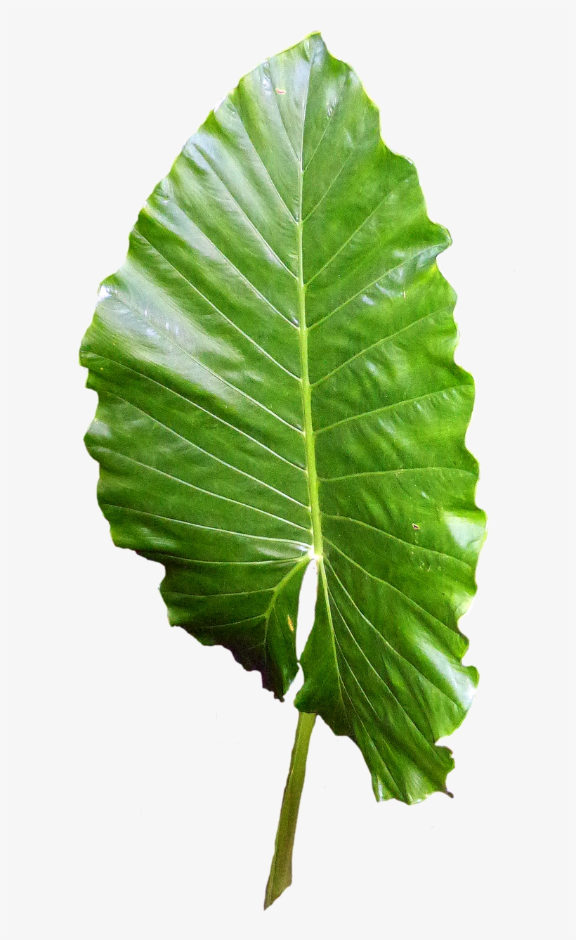 Green Leaves Clipart Leafe - Blätter Png, transparent png #952796