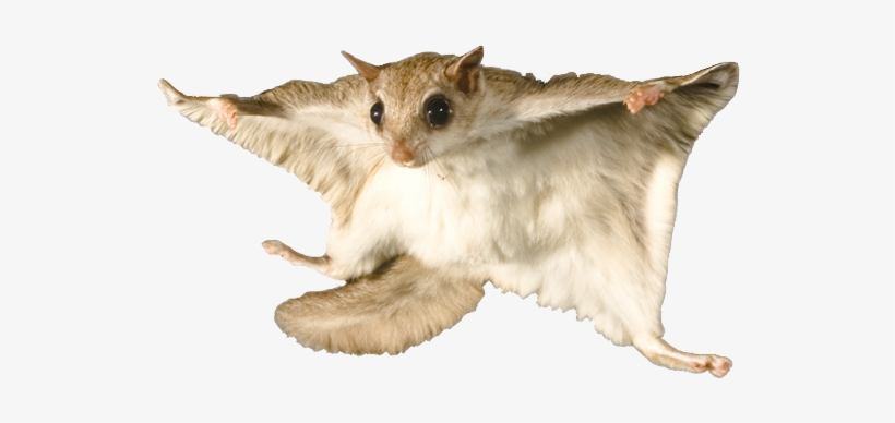 Flying Squirrel - Flying Squirrel With No Background, transparent png #954020