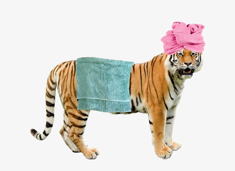 Grft In A Bath Towel - Colchester Zoo, transparent png #954695