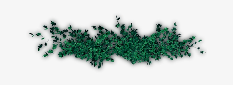 06 Feb 2009 - Vine, transparent png #954985