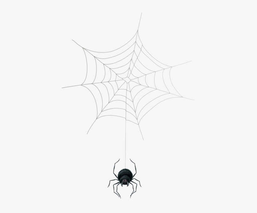 0, - Spider Web, transparent png #955090