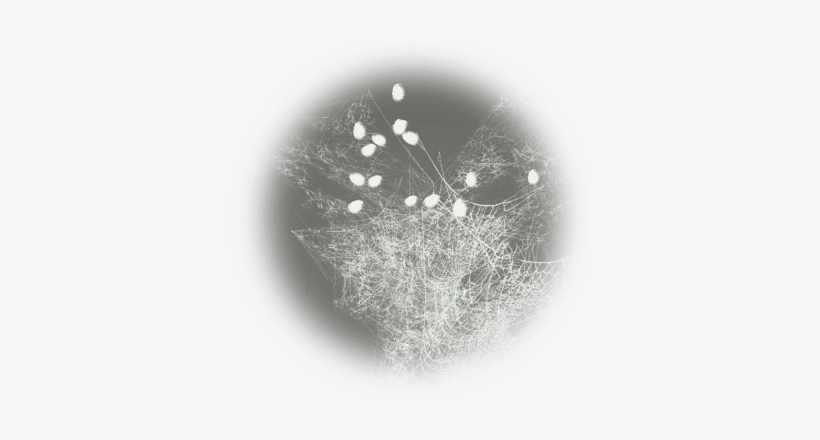 Cobweb - Cobweb Bdo, transparent png #955525