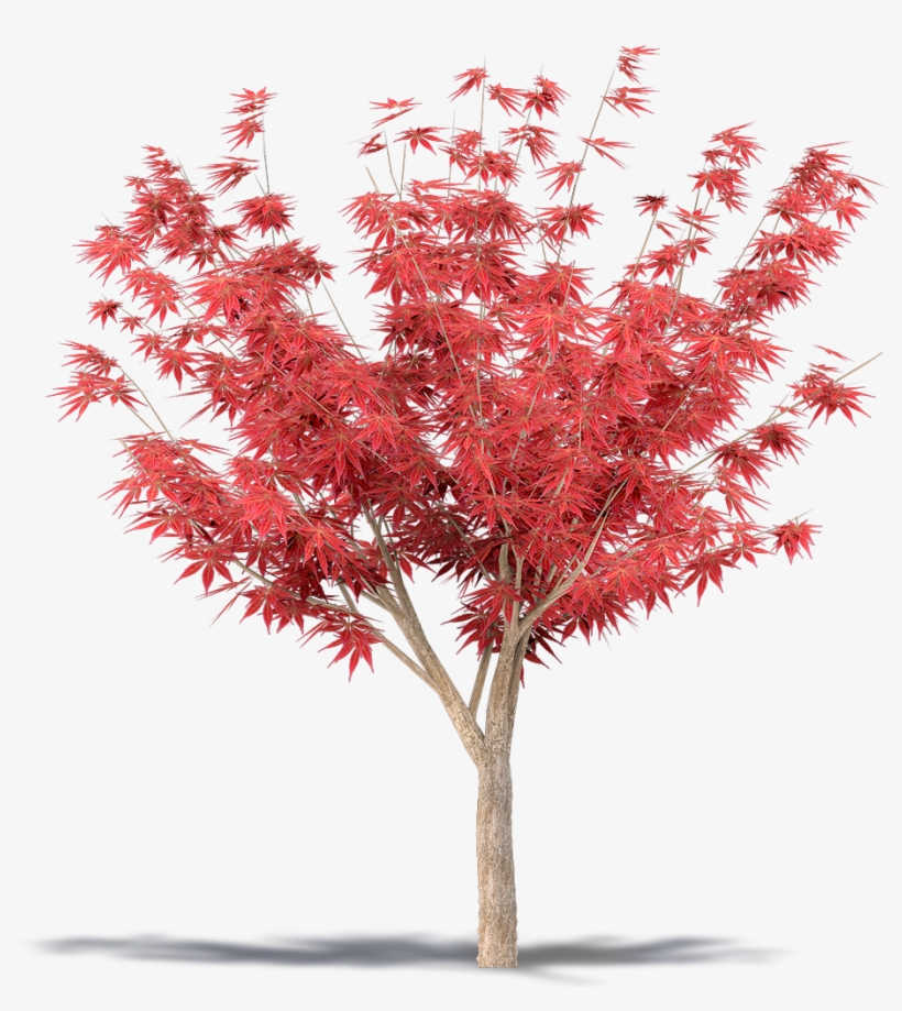 Maple, transparent png #955526