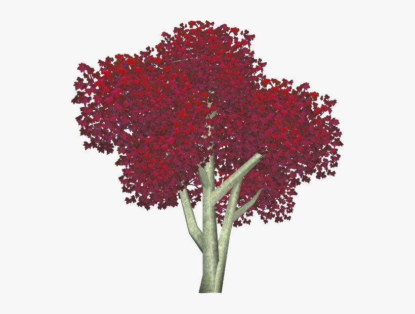 Bloodgood Japanese Maple 3 - Floral Design, transparent png #955604