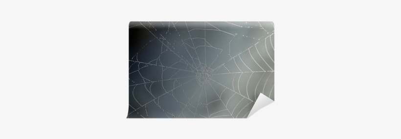 Spider Web, transparent png #955689