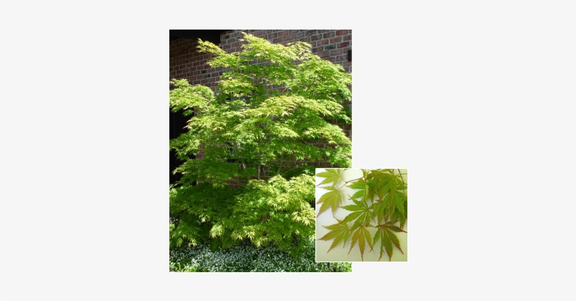 Acer Palmatum 'omure Yama' - Maple, transparent png #955692