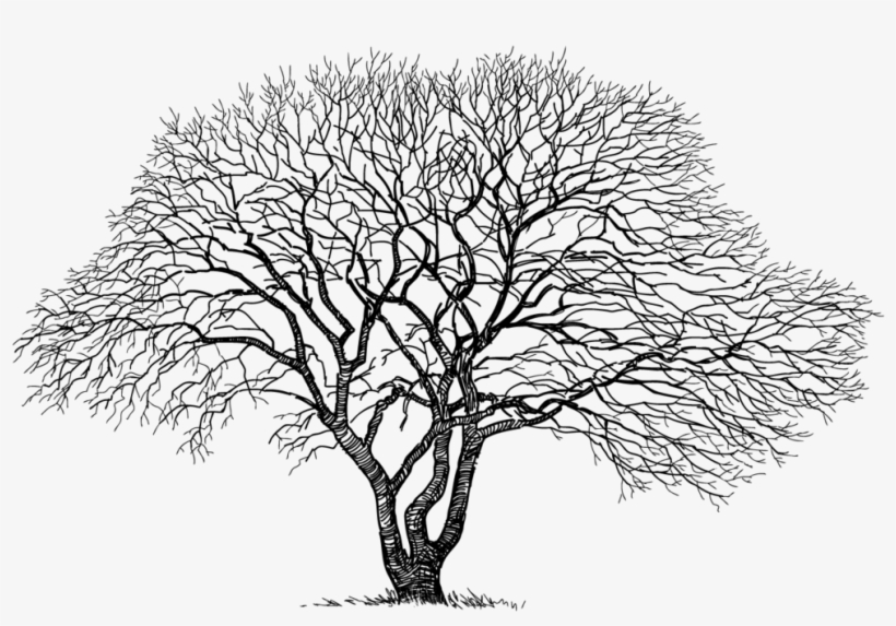 Does Maple Syrup From Red Maple Taste Different - Vieil Arbre Dessin, transparent png #955999