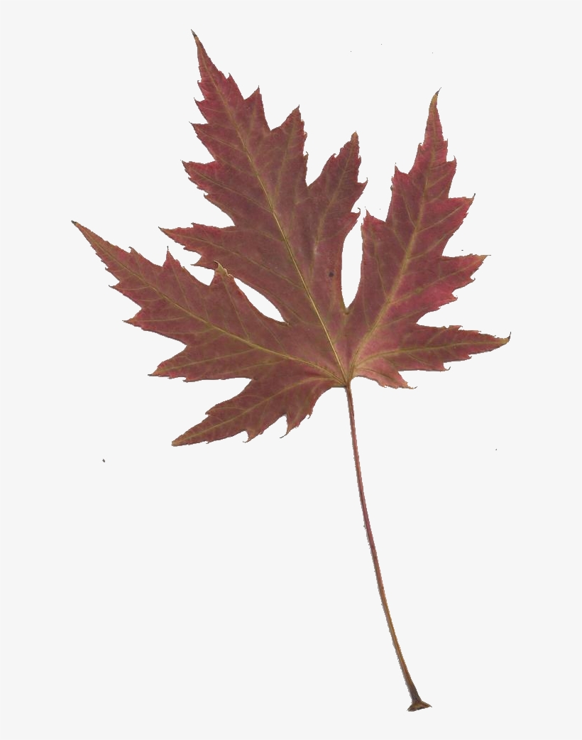 Japanese - Japanese Maple Leaf Transparent, transparent png #956051