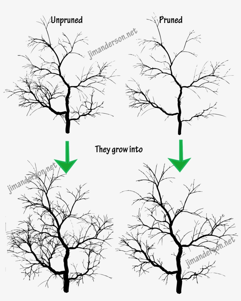 Japanese Maple Tree At Getdrawings Com Free - Pruning, transparent png #956120