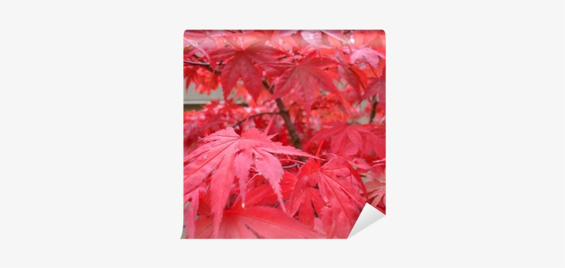 Acero Rosso Giapponese Palmato, transparent png #956366