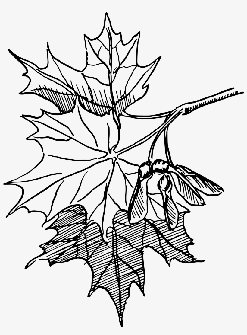 This Free Icons Png Design Of Sugar Maple, transparent png #956413