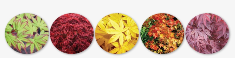 Many Japanese Maple Colors Quail Hollow Gardens - Japanese Maple, transparent png #956519