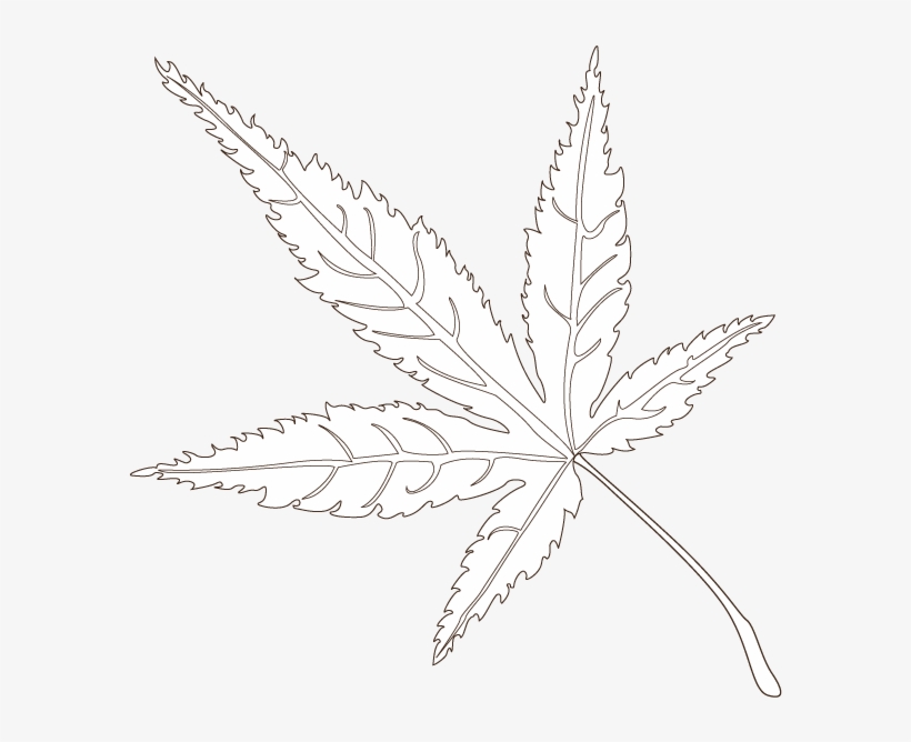 Color The Leaves To Understand The Shades Of Fall - Maple, transparent png #956554