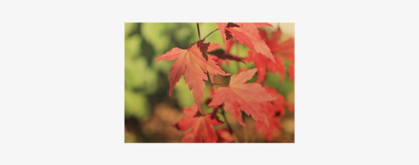 Beautiful, Red Japanese Maple Tree Leaves Poster • - Acer Capillipes, transparent png #956603