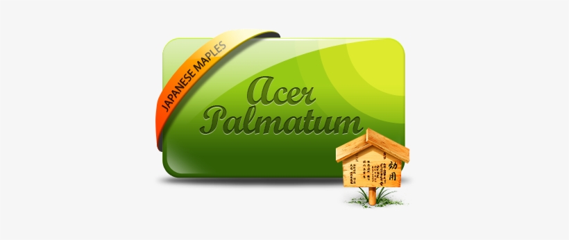 Acer Palmatum Seiryu - Acer Dissectum, transparent png #956637