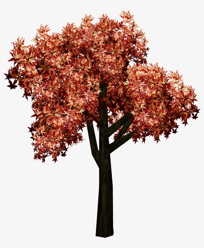 Japanese Maples - Maple Leaf, transparent png #956657