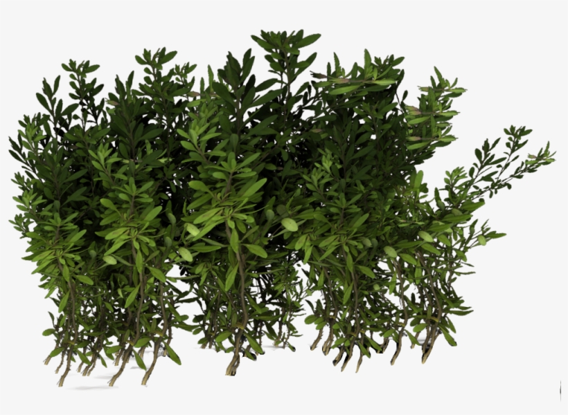 Violets, Narsian Hedge - Herbaceous Plant, transparent png #957459
