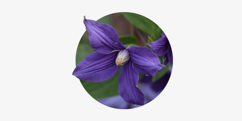Single Dark Purple Clematis Bloom At The Rogerson Clematis - The Rogerson Clematis Garden, transparent png #957809