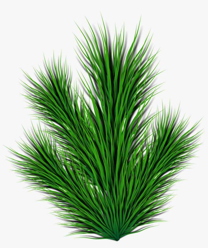This Free Icons Png Design Of Pine Branch, transparent png #957857