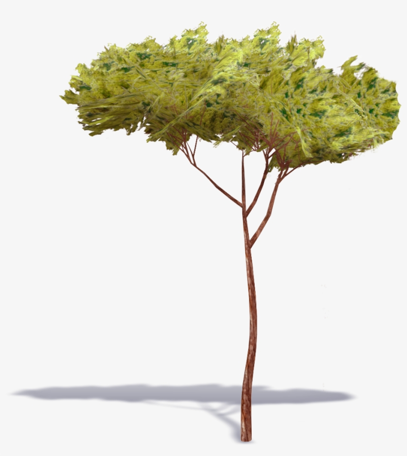 Pine, transparent png #957916