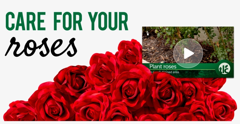 Tlc How-to Video Series, transparent png #957997