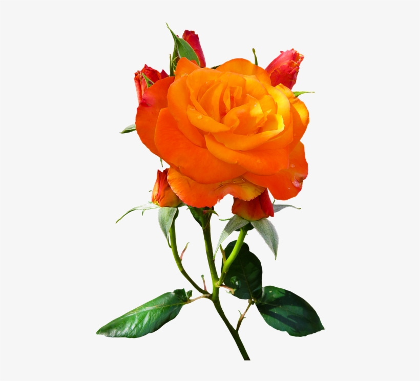 Growing Your Own Organic Garden Can Really Give You - Flower, transparent png #958063