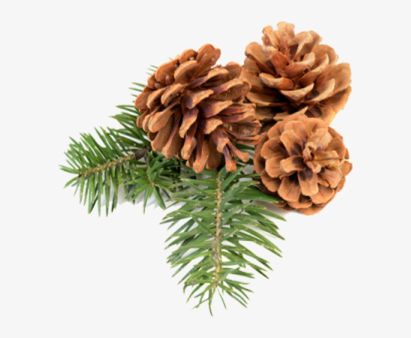 Pine Cone Icon Png Free - Christmas Pine Cones Png, transparent png #958238