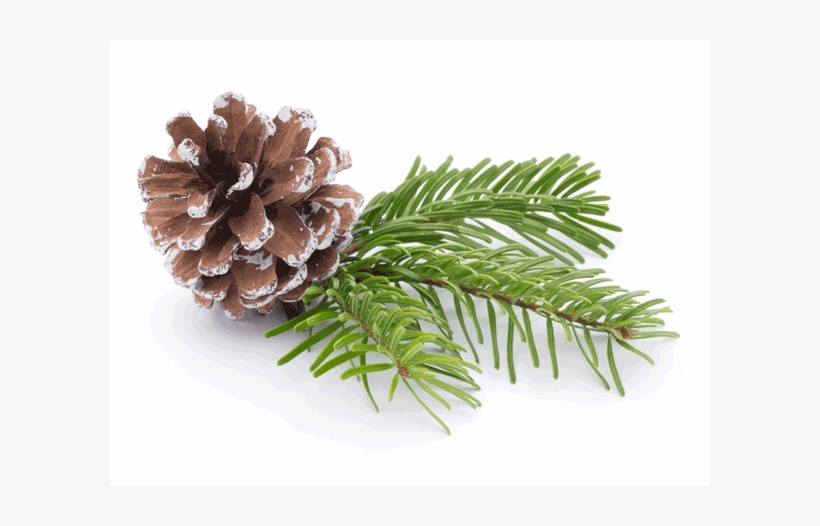Pine - Fir, transparent png #958260