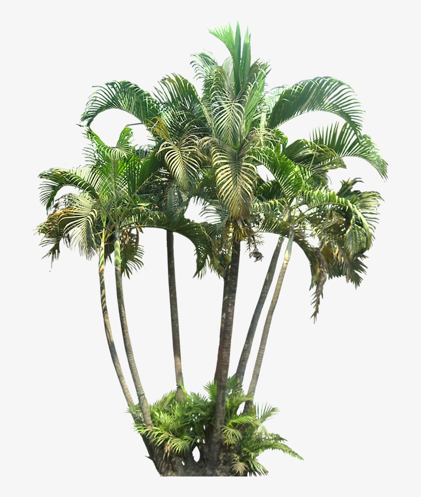 A Collection Of Tropical Plant Images With Transparent - Tropical Plants Png, transparent png #958558