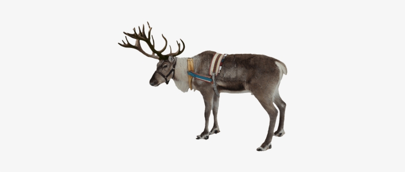 Reindeer Png, transparent png #959661
