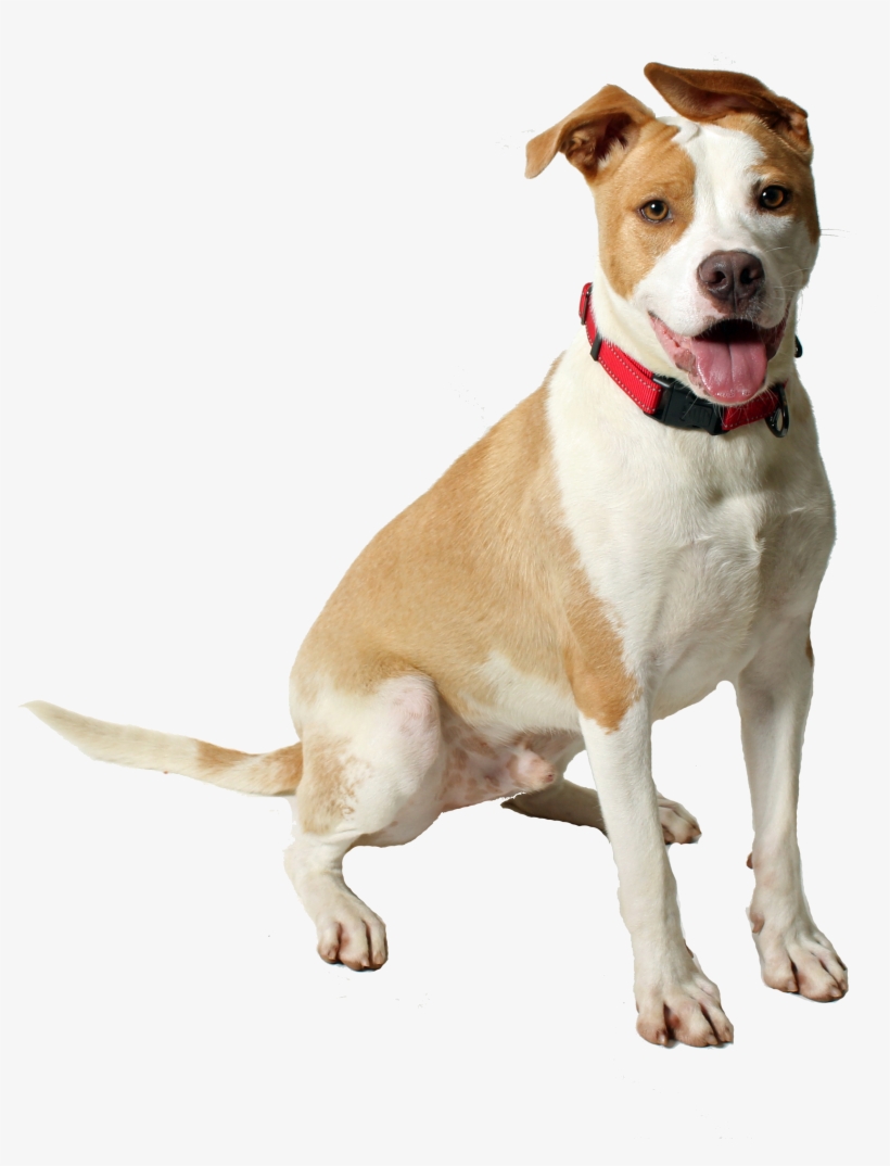 Preparing For Pooch - American Pit Bull Terrier, transparent png #9505979