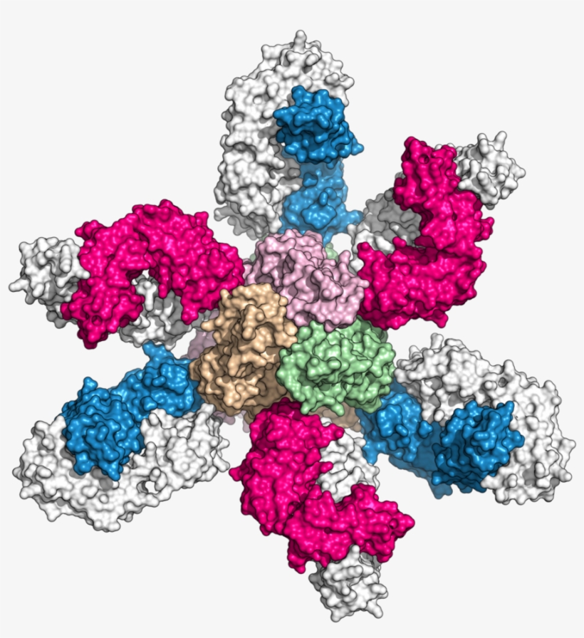 Bio-whatwedo2 - Flower, transparent png #9506366