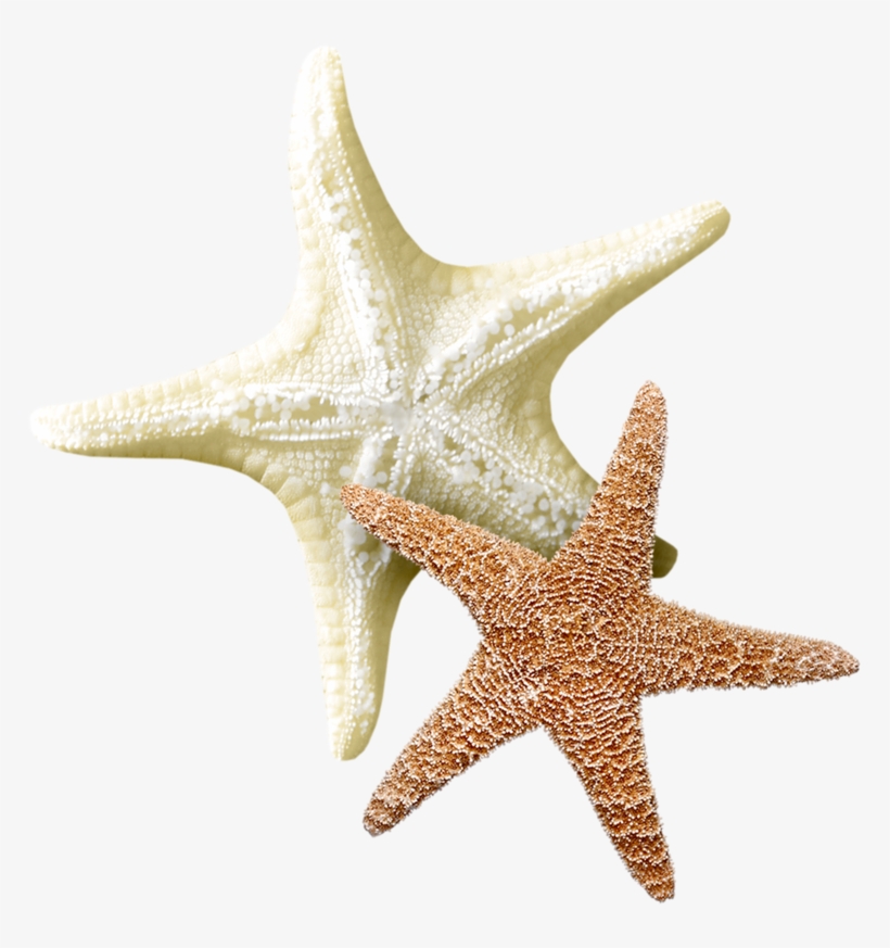 Thumb Image - Étoile De Mer Transparent, transparent png #9506816