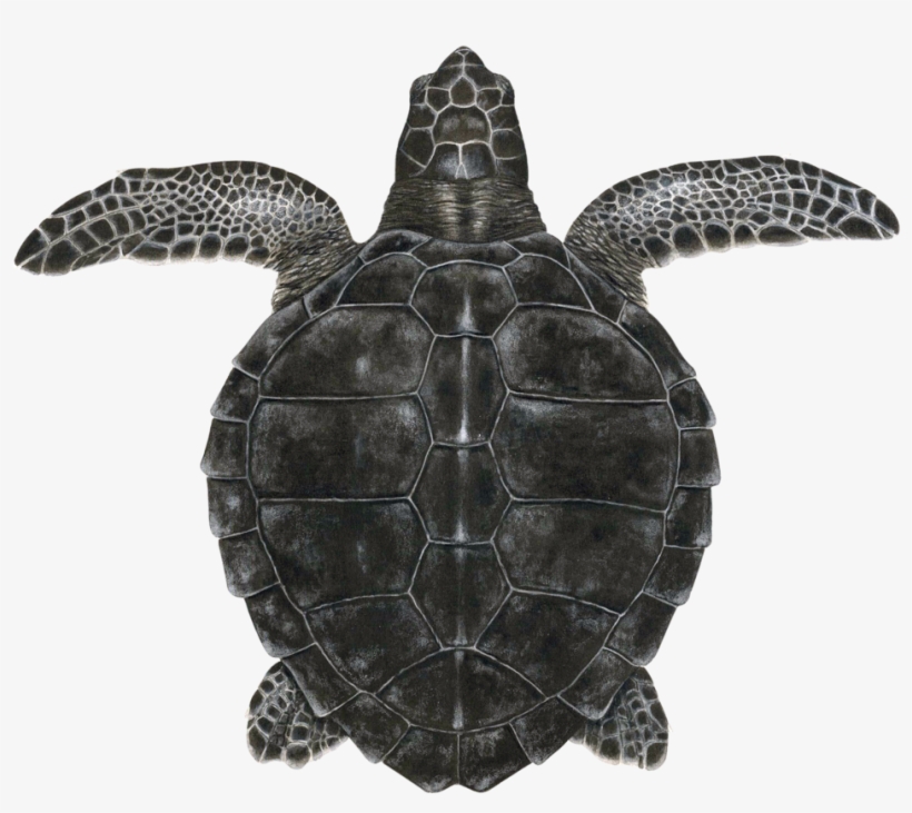 Juvenile Kemp's Ridley Sea Turtle - Hawksbill Sea Turtle, transparent png #9506861