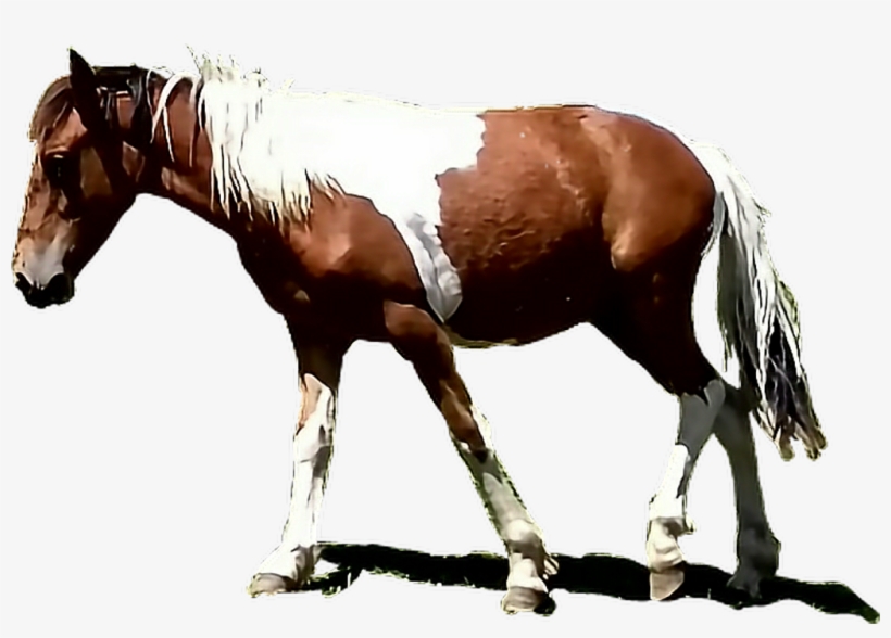 Caballo Sticker - Sorrel, transparent png #9506964