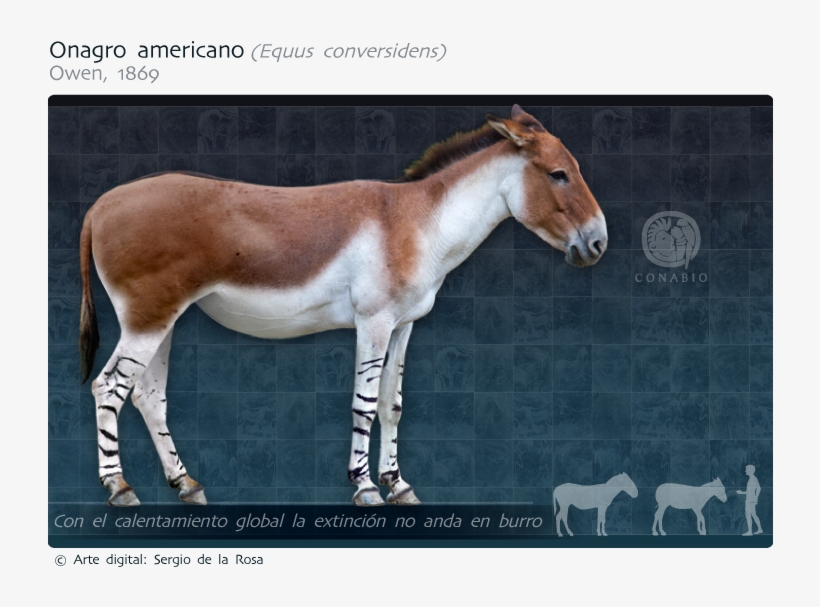 Caballo Del Pleistoceno Americano, transparent png #9507035