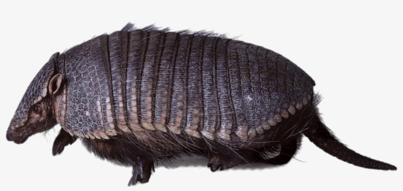 Armadillo Walking - Hofmannophila Pseudospretella, transparent png #9507211