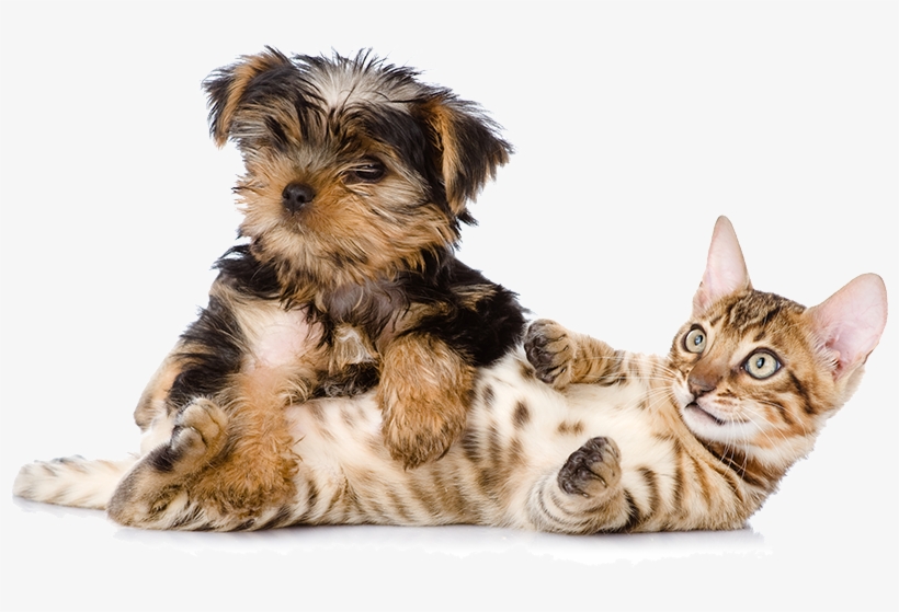 Banner-give - Dog, transparent png #9507866