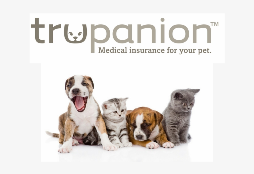 Best Industry Shakeup - Animals Dog And Cat, transparent png #9507914