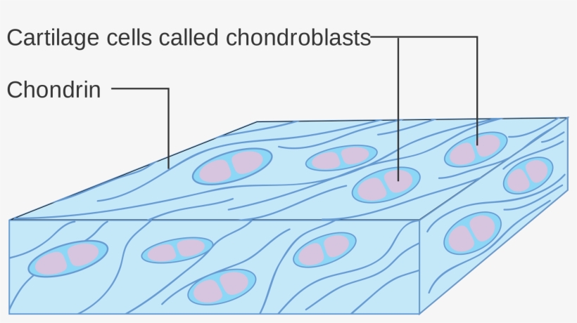 Bone Vs - Cartilage - Cartilage Cell Diagram, transparent png #9508939