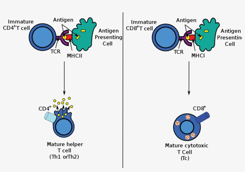 Adaptive Immune System, transparent png #9509051
