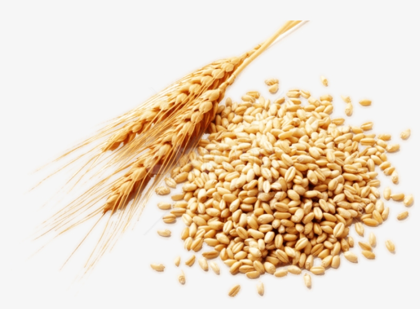 Free Png Download Wheat Png Images Background Png Images - Wheat Germ, transparent png #9509684