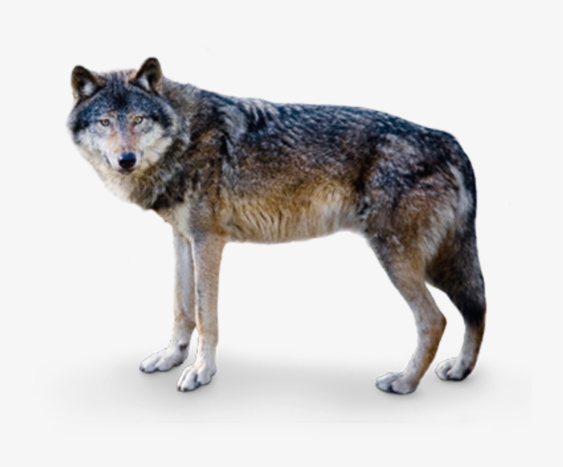 However, Several Centuries Ago Wolves Were Revered - Europäischer Wolf, transparent png #9509689