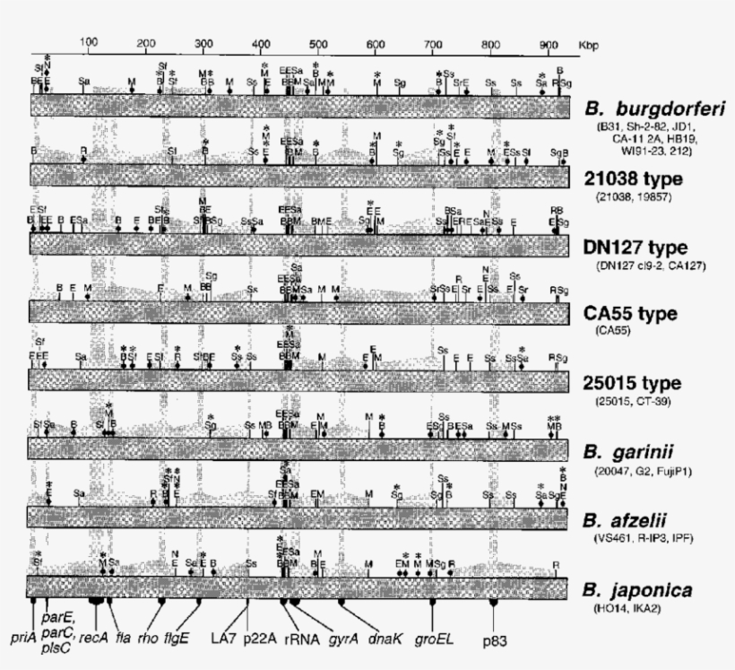 Comparison Of The Physical And Genetic Maps Of The - Sheet Music, transparent png #9510377