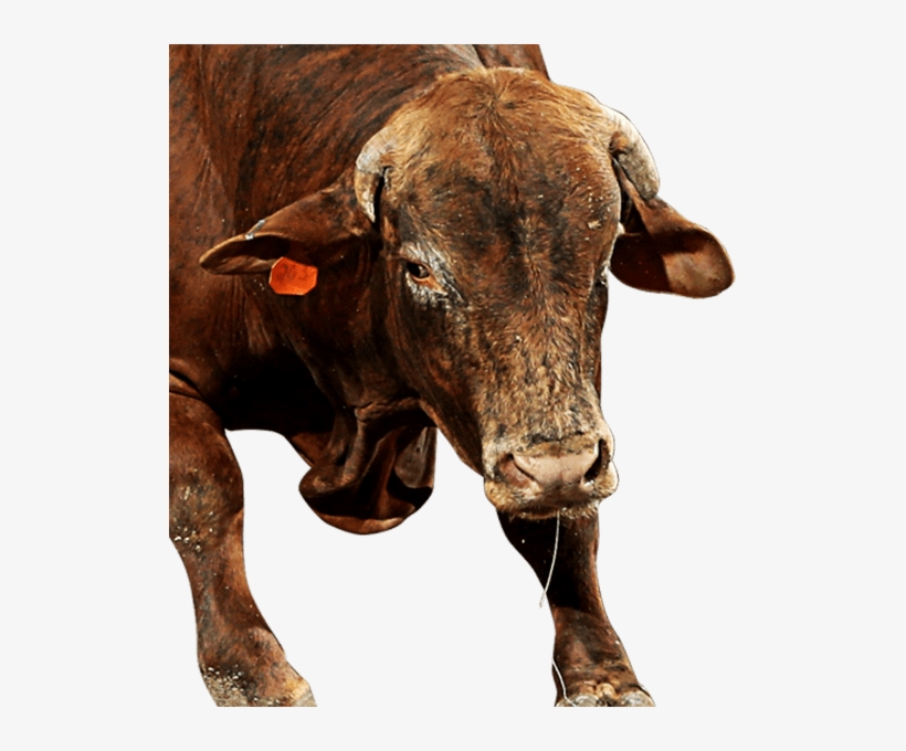 Buck John - Dairy Cow, transparent png #9510627