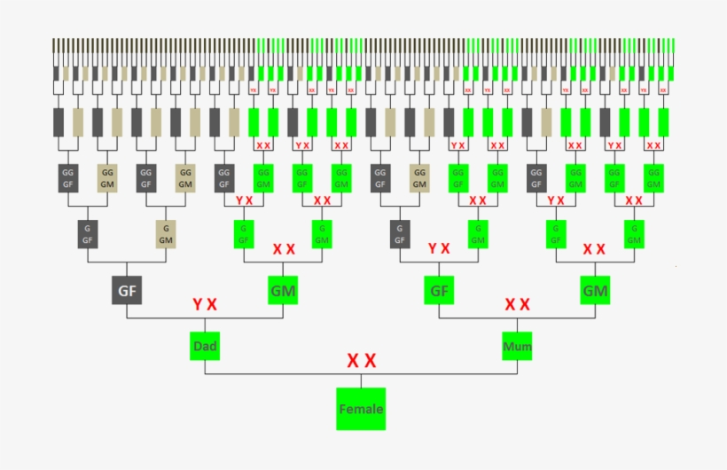 X-chromosome Inheritance Chart - Genealogical Dna Test, transparent png #9510731